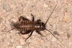 Why do crickets chirp? Wings, mating, and a thermometer