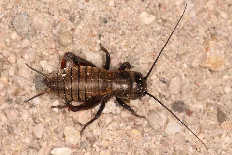 Why do crickets chirp? Wings, mating, and a thermometer