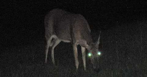 Why do deer freeze in headlights? They are blinded, not curious
