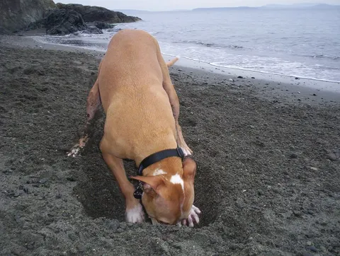Why do dogs bury bones? The wolf in the backyard
