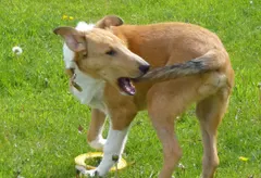 Why do dogs chase their tails? From play to compulsion