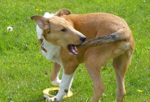 Why do dogs chase their tails? From play to compulsion