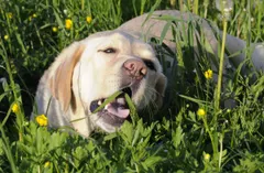 Why do dogs eat grass? It is not because they are sick