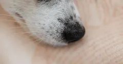 Why do dogs have wet noses? It's how they smell, cool down, and sense heat