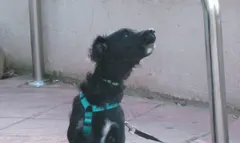 Why do dogs howl? An ancient phone call from the wolf