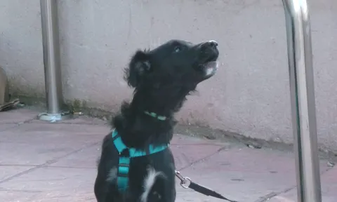 Why do dogs howl? An ancient phone call from the wolf