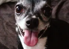 Why do dogs pant? It is how they keep their cool