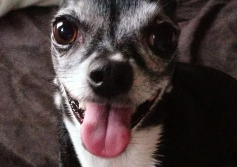 Why do dogs pant? It is how they keep their cool