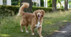 Why do dogs wag their tails? Not just because they're happy