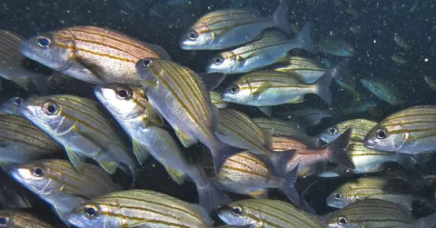 Why do fish swim in schools? The safety of the crowd