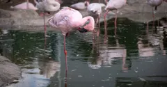 Why do flamingos stand on one leg? Two reasons, both surprising