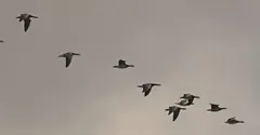 Why do geese fly in a V? The clever physics of the flock