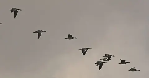 Why do geese fly in a V? The clever physics of the flock
