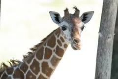 Why do giraffes have long necks? Science isn't sure
