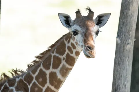 Why do giraffes have long necks? Science isn't sure