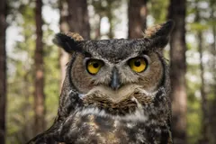 Why do owls hoot? A voice built for the dark