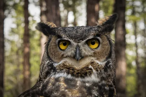 Why do owls hoot? A voice built for the dark