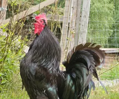 Why do roosters crow? It's a clock, not the sunrise