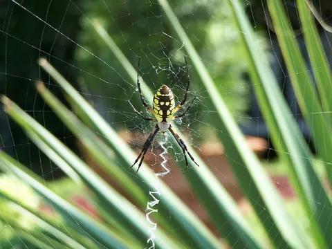 Why do spiders make webs? A trap that also feels