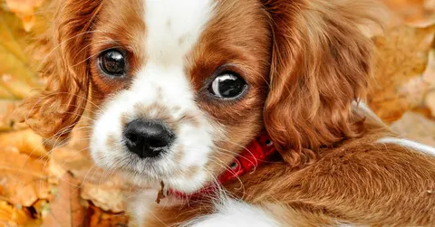 Cute aggression: why you want to squeeze the puppy