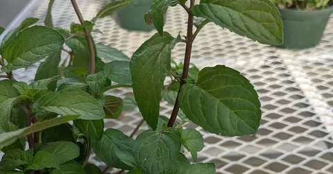 Why does mint feel cold? A chemical trick on your nerves