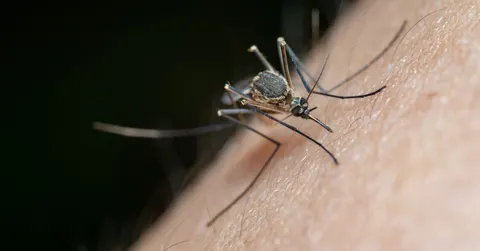 Why Does Scratching an Itch Feel Good? Your Spinal Cord Picks a Winner