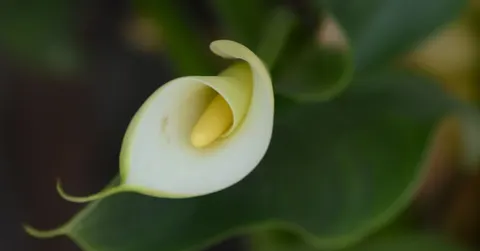 Why Does the Corpse Flower Smell So Bad? It Fakes Being a Dead Body