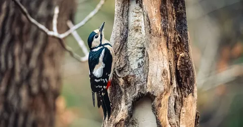 Why Don't Woodpeckers Get Headaches? Their Brains Are Tiny