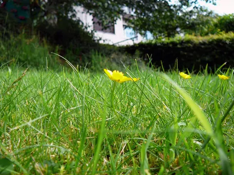Why is grass green? The color a plant throws away