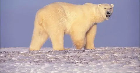 Why is a polar bear's skin black?