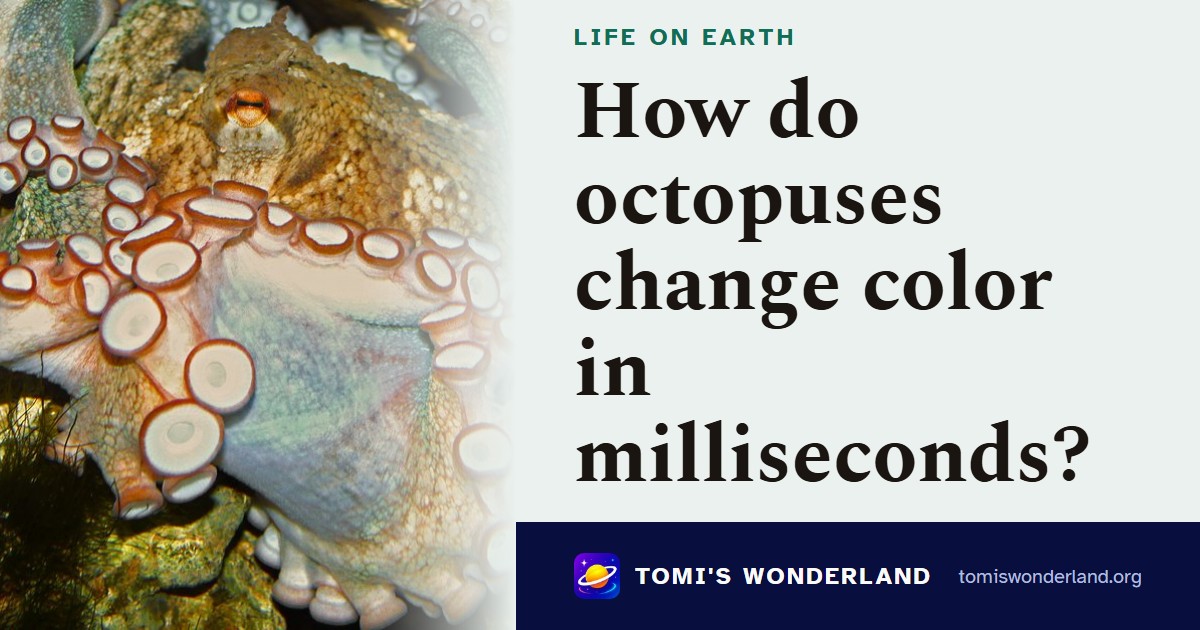 How do octopuses change color in milliseconds?